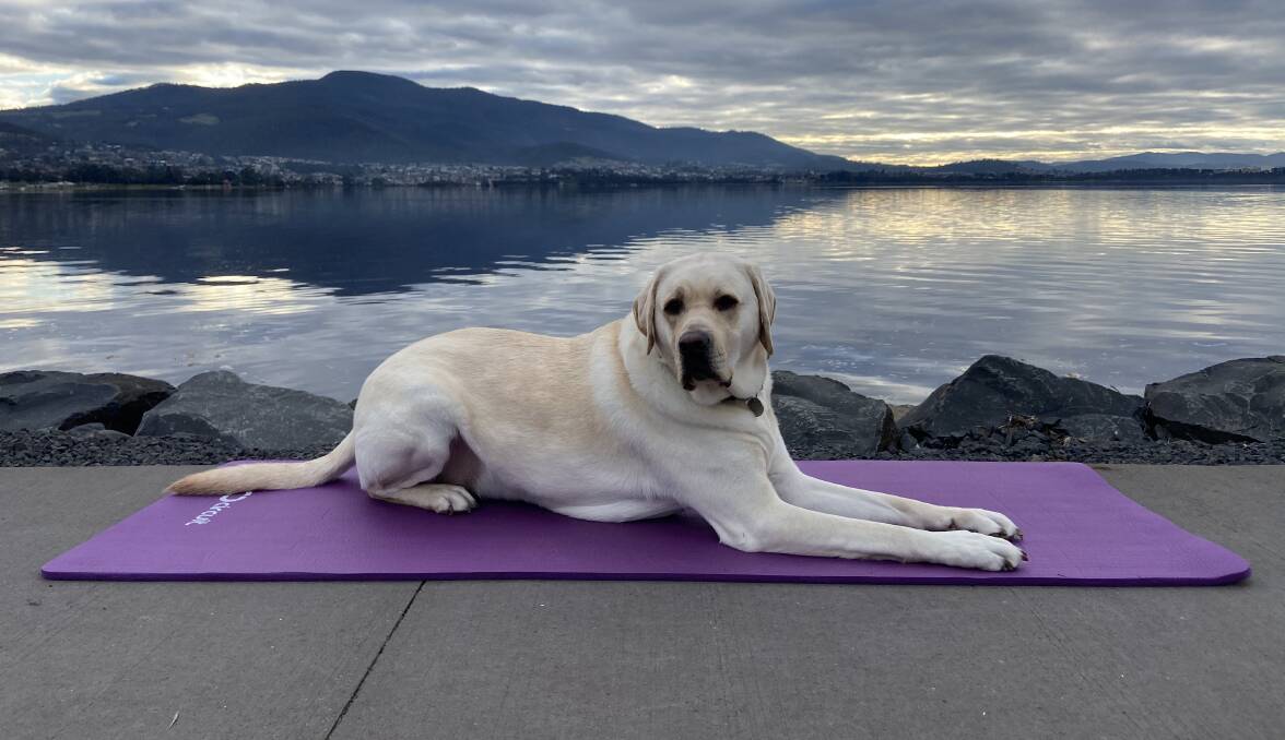 STRETCH YOURSELF: Guide Dogs Tasmania ambassador Murphy gets ready for the Doga Challenge. Picture: Supplied 
