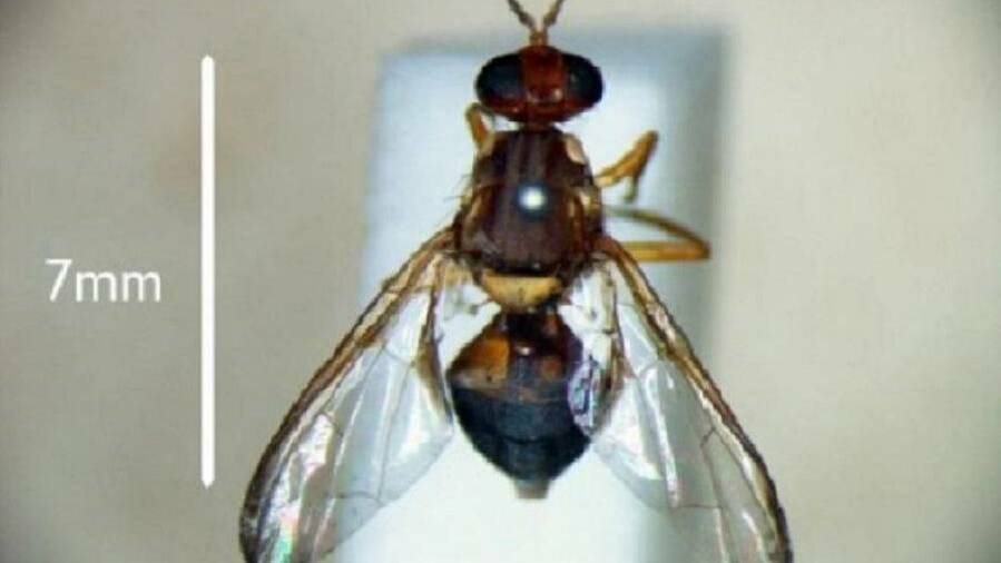 Fruit fly pest free area status unchanged: government