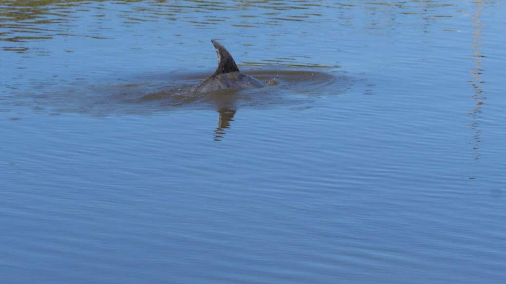 Have you seen the Tamar dolphin?