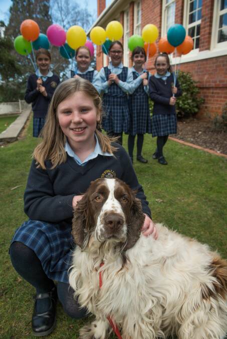 Phoebe Sutherland plans to sell 600 cupcakes at Trevallyn Primary School on Tuesday for the RSPCA. 