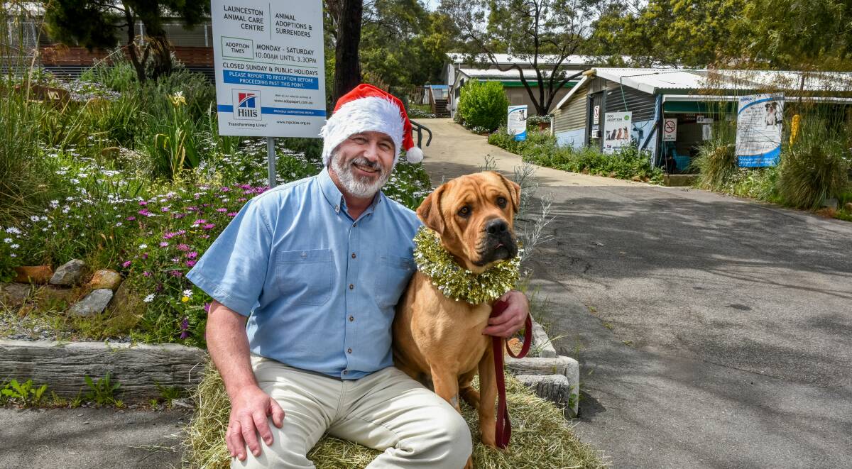 JOLLY: RSPCA Tasmania chief executive Andrew Byrne with two-year-old mastiff-cross Chas, getting into the Christmas spirit ahead of Saturday's Santa Paws event. Picture: Neil Richardson 