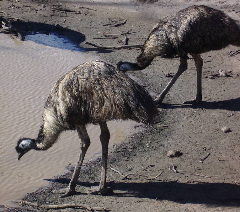 STUDY: New research has revealed emus that lived isolated on Australia's offshore islands until the 19th century, were smaller versions of their larger mainland relatives. 