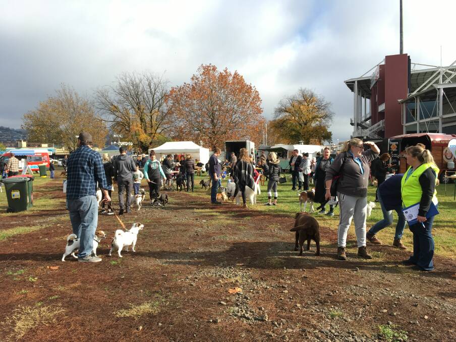 Take a look back at some of the people and pooches that attended last year's Million Paws Walk. 