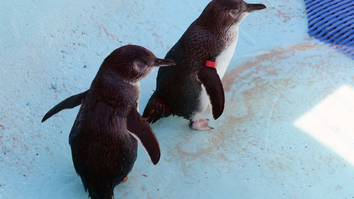 Penguin attack prompts concerns for Tasmanian tourism industry