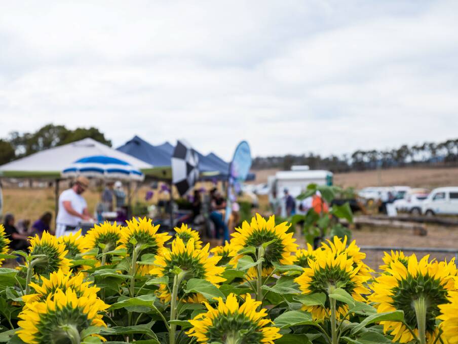 EVENT: The Spring Bay Mill's Sunflower Celebration will return to Triabunna on Saturday, January 30. Pictures: Supplied 