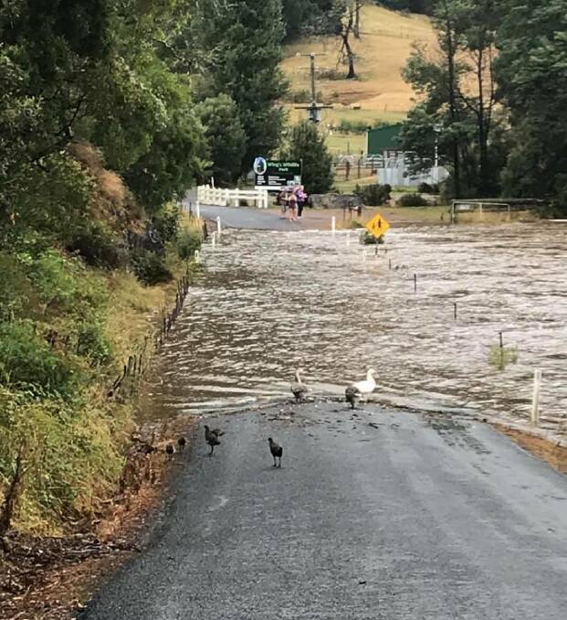 Wings Wildlife Park at Gunns Plains has been forced to close due to flooding, but say all animals are safe. Picture: Wings Wildlife Park/Facebook