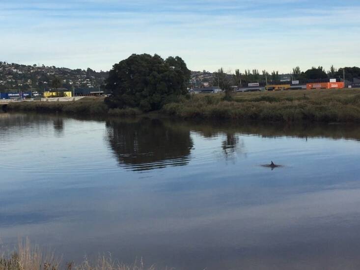 The dolphin was spotted in the North Esk about 8.30am Wednesday. Picture: Jessica Willard 
