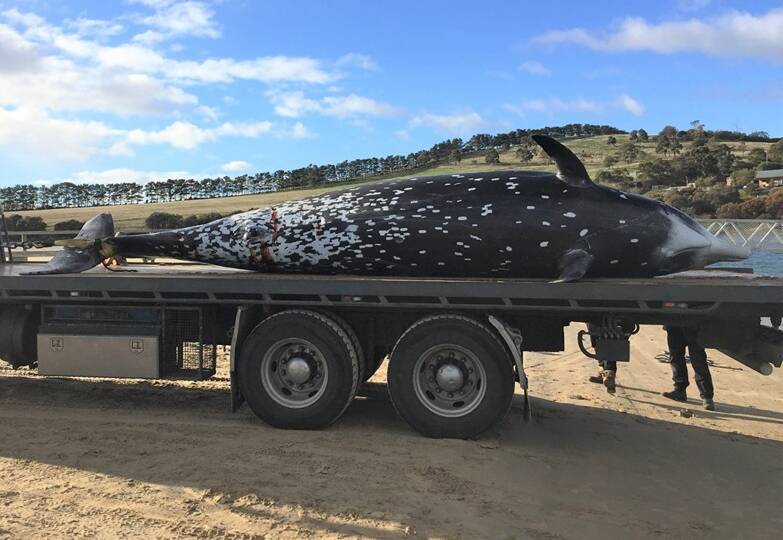A female Cuvier's beaked whale that stranded at Clifton Beach is recovered for necropsy. Picture: Facebook 