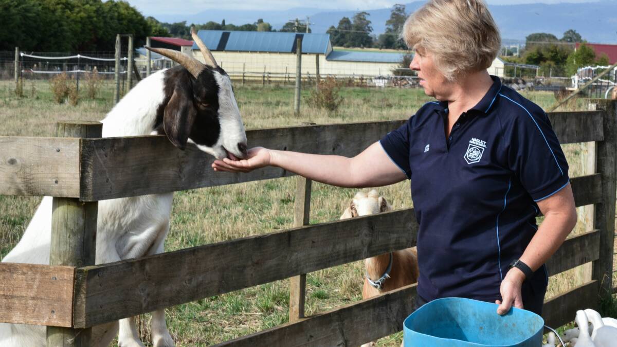 Hagley Visitor Centre's Chris Johns feeds one of the school's goats. 