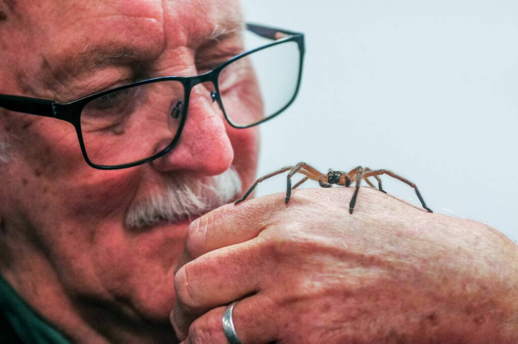 CURIOUS: Author John C. Douglas, with a Huntsman spider ahead of Saturday's book launch. Picture: Neil Richardson
