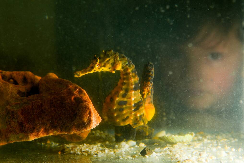 Spencer Smith, 4, gets a closer look at a seahorses at Launceston library. Picture: Scott Gelston	
