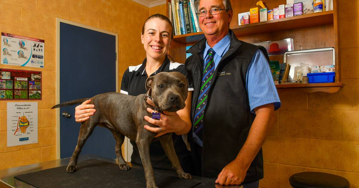 Sally-Anne Richter is the new owner of Mowbray Veterinary Clinic | The  Examiner | Launceston, TAS