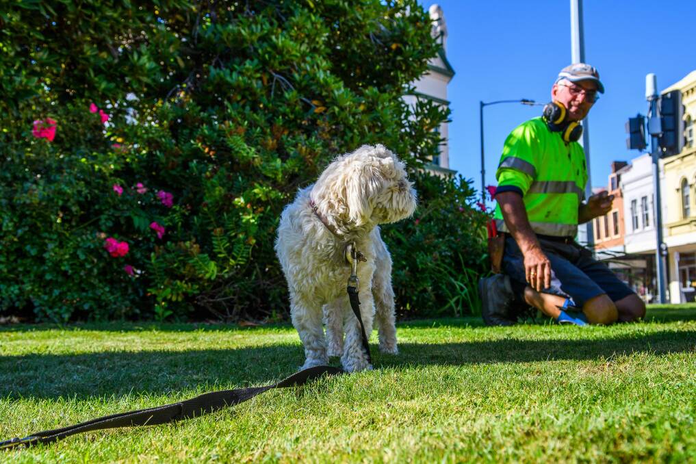 WORK MATES: Emma the Maltese shih-tzu goes to work everyday with her owner Stephen Branfield, of Launceston. Picture: Scott Gelston 