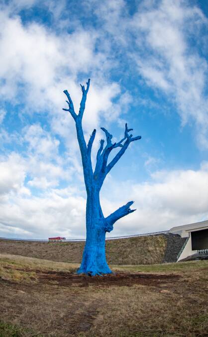 Perth gum tree's new blue look