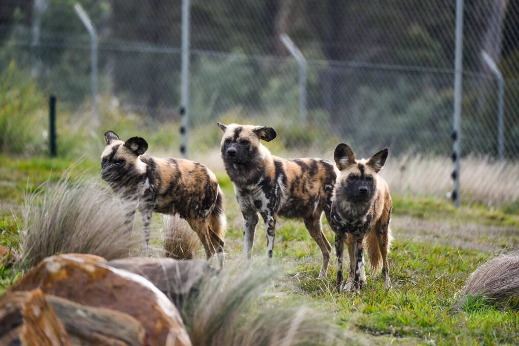WELCOME: African wild dogs, brothers Dwama and Kondo and female Inda have settled in well at Tasmania Zoo. Picture: Paul Scambler 