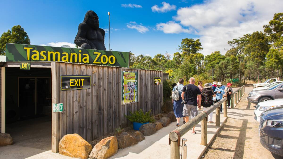 EXCITED: Tasmania Zoo will welcome two critically endangered Sumatran tigers named  Cinta and Jalur on Friday. Picture: Phillip Biggs 