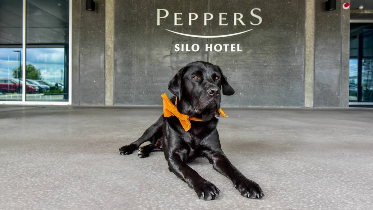ON the job: Archie the Silo Dog has many important jobs as the official mascot at Peppers Silo Hotel. Pictures: Neil Richardson 