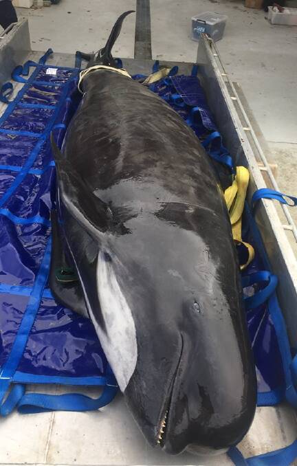 Female pilot whale found deceased on Bruny Island. 