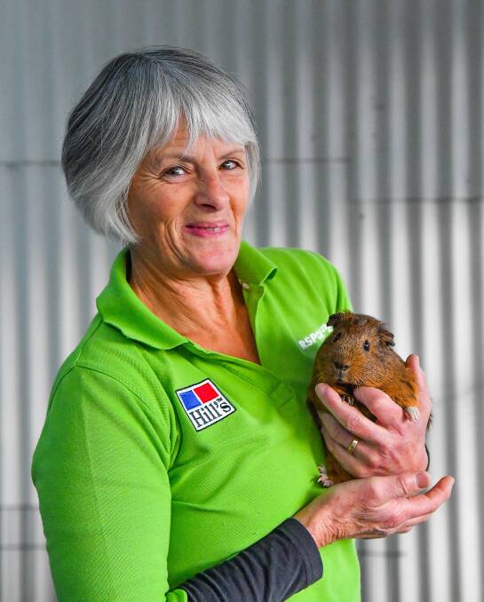 Janet Brown with Piggy-Sue the guinea pig, one of the many animals she cares for at Launceston RSPCA Animal Care Centre. 