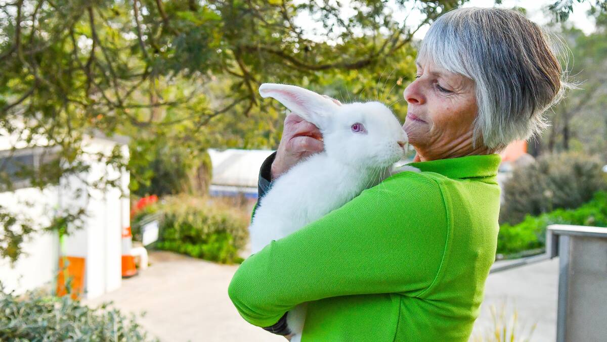 CARE: Launceston RSPCA Animal Care Centre volunteer Janet Brown, with Anna the rabbit. Pictures: Scott Gelston 