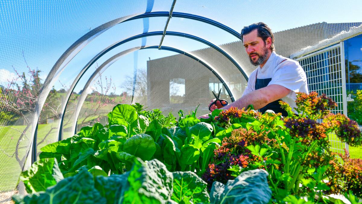 Raitt picks fresh produce from one of the on-site vegetable gardens at Josef Chromy Wines.