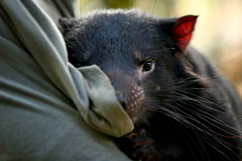 DWINDLING: The Tasmanian devil was listed as an endangered species by the Australian government in 2009. Picture: Rodney Braithwaite
