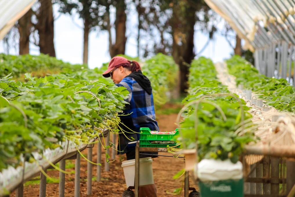 FRESH WORK: Ulverstone's Ali Purton has been enjoying the first few days of her first ever strawberry picking job at Wesley Vale. Picture: Tara Palmer