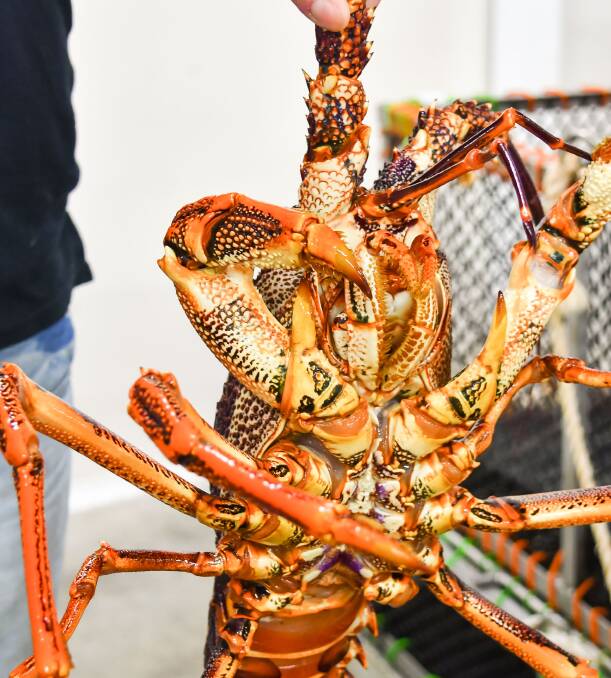 Coastal man sentenced for non-profit illegal lobster sales