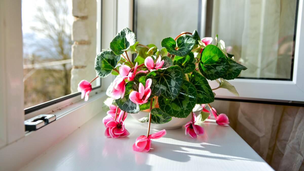 Cyclamens love the winter weather. Picture: Shutterstock