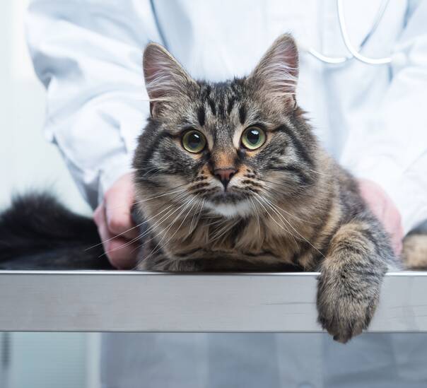 CASE: Treatment for each cat suffering from FLUTD will vary.