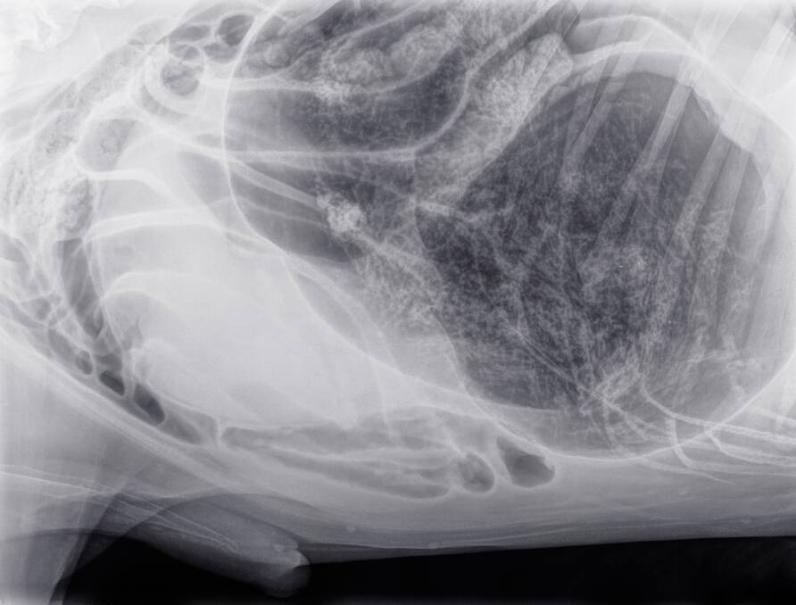 THREAT: Deep chested breeds are at high risk of gastric dilation and volvulus. 