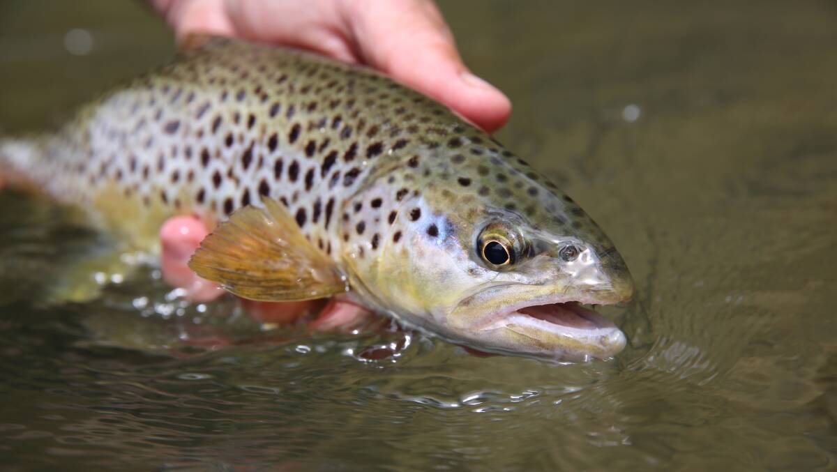 LAST CHANCE: Brown trout anglers are running out of time, with the season set to end on April 28.