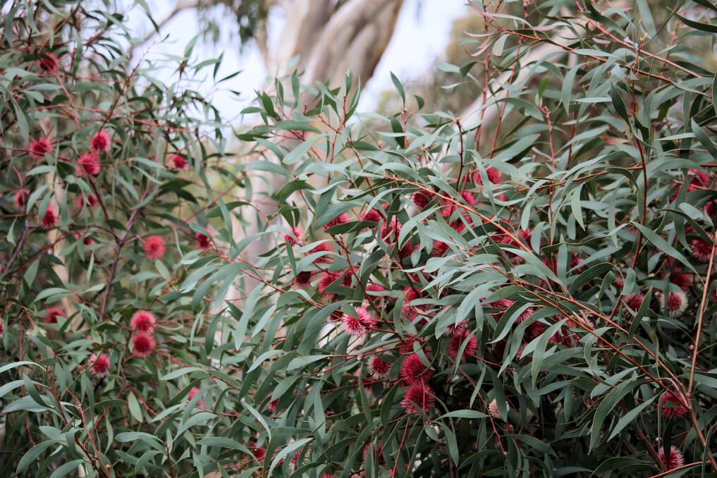 RUGGED: The pincushion hakea is often used as a street tree due to its hardiness. 