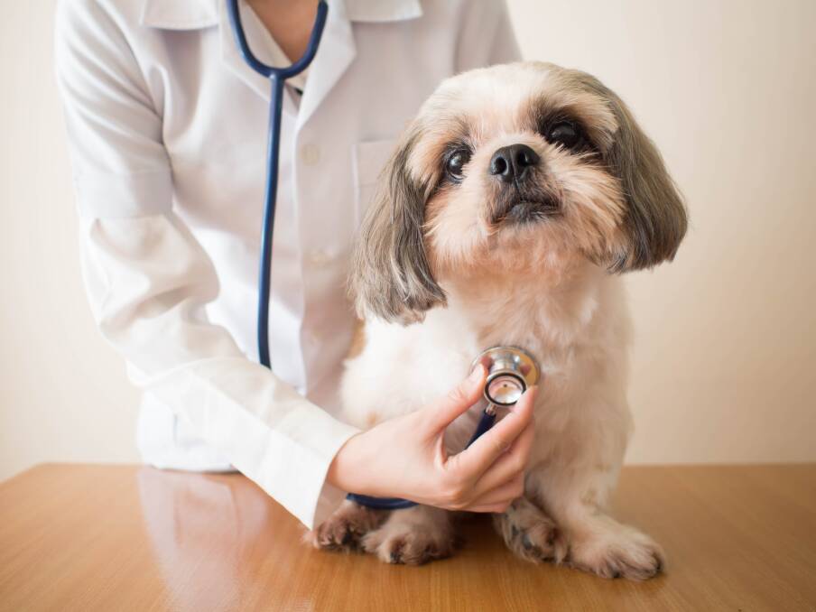 LISTENING IN: Your vet will assess the severity of your dog's heart disease.