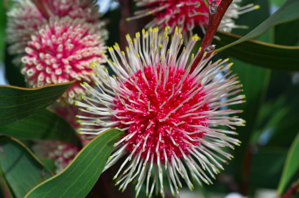 ORIGIN: The native hakea laurina gets its name from its long, narrow, leathery leaves which are similar to a laurel. 