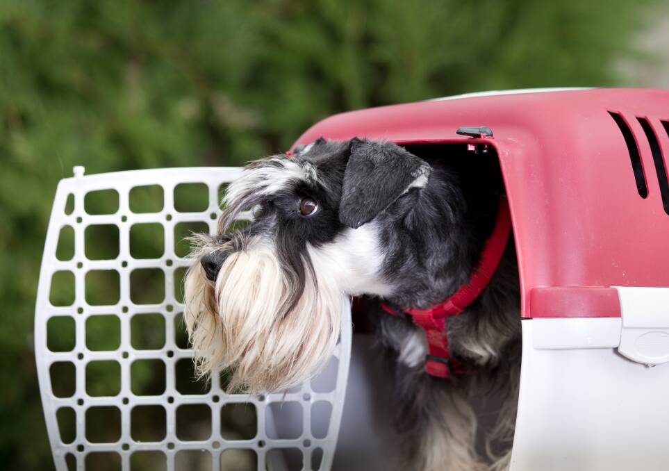 DECISIONS: Before you hit the road, what is the best option for your pets?