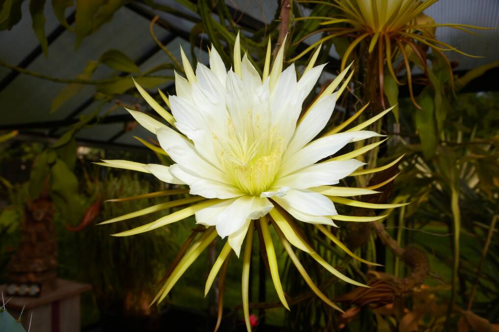 ATTRACTIVE: Night-flowering cacti use their strong scents to lure insects that fly around after dark, most often moths.