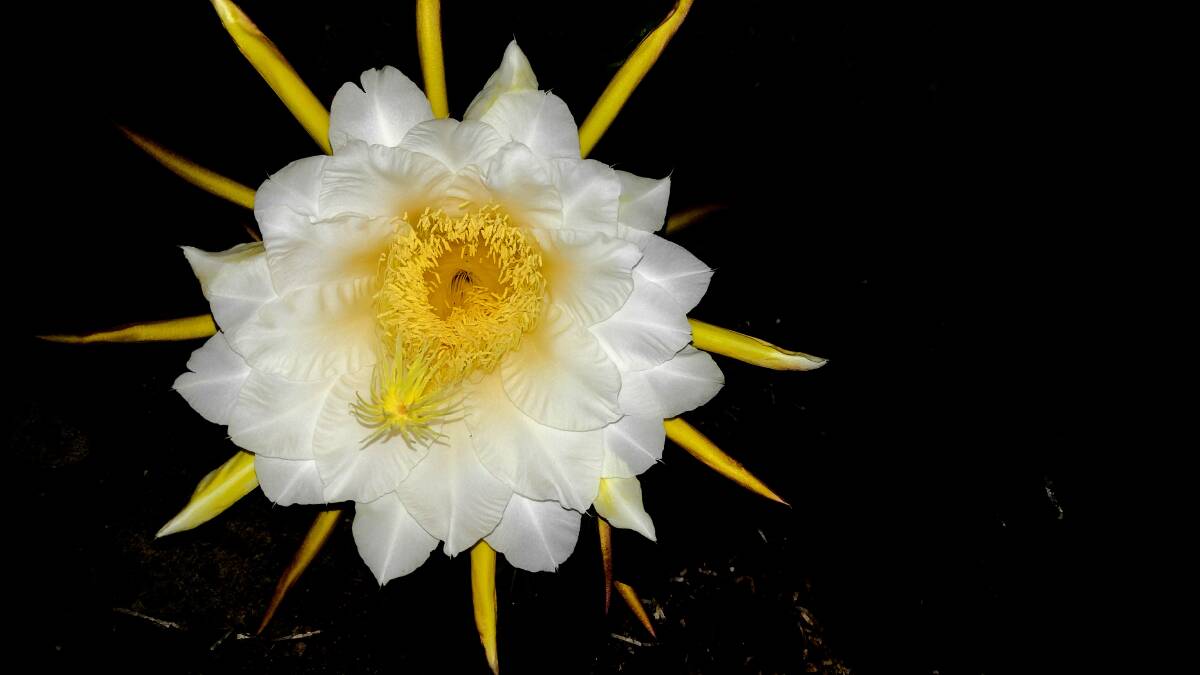 BEAUTIFUL: Japan's "queen of the night" cacti, Selenicereus grandiflorus.