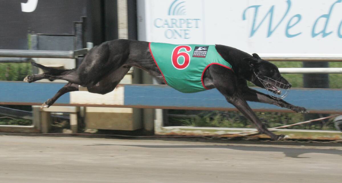 Boom greyhound Wynburn Sheean wins his semi-final of the Breeders Classic in Devonport on Tuesday.