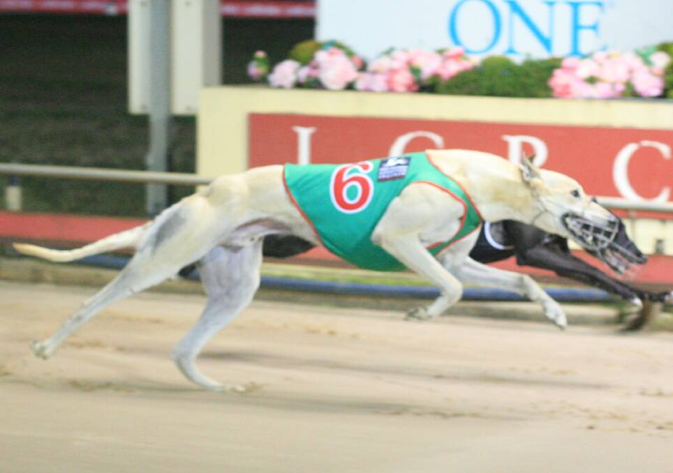 Highland Wonder is the $101 outsider for the National Distance Championship final.