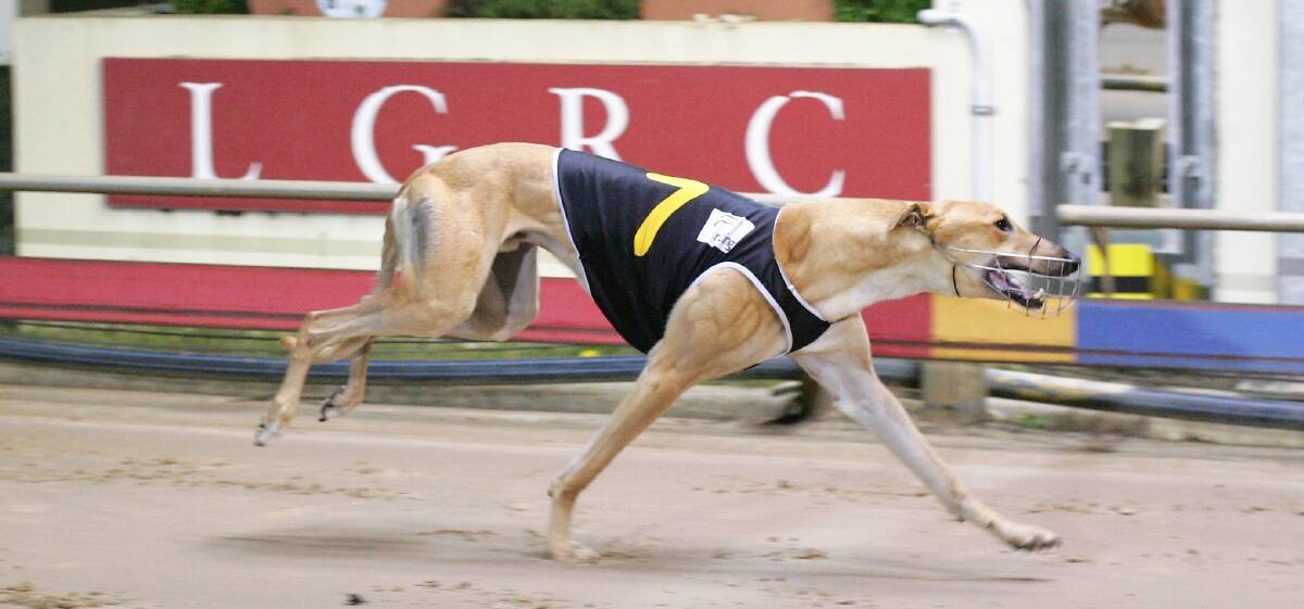 Launceston will host the state's first greyhound meeting after the shutdown on Monday June 15.