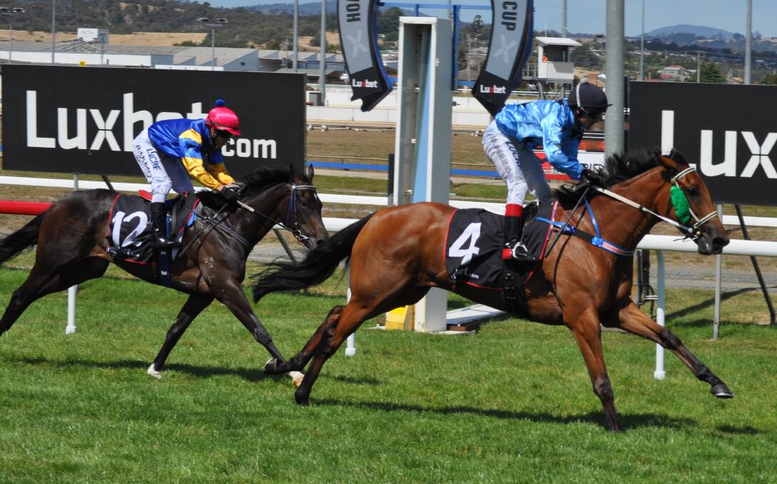 EXTENSION OPPOSED: Smart mare No Money No Honey will contest the Ted Cox Memorial at what could be a one-off April night meeting in Launceston on Tuesday. Picture: Greg Mansfield