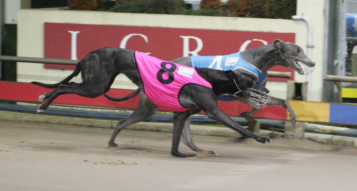 FINALIST: Eketahuna (inside) narrowly beats Country Shadow in a heat of the National Distance Championship at Mowbray last week. Eketahuna is a $6 chance to win Thursday night's final.