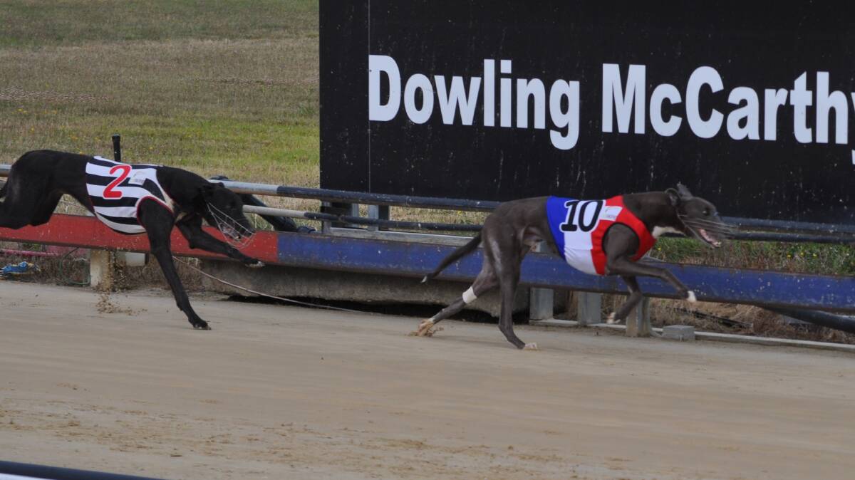 Tasmania's top greyhounds are getting ready for next months' state sprint and distance championships