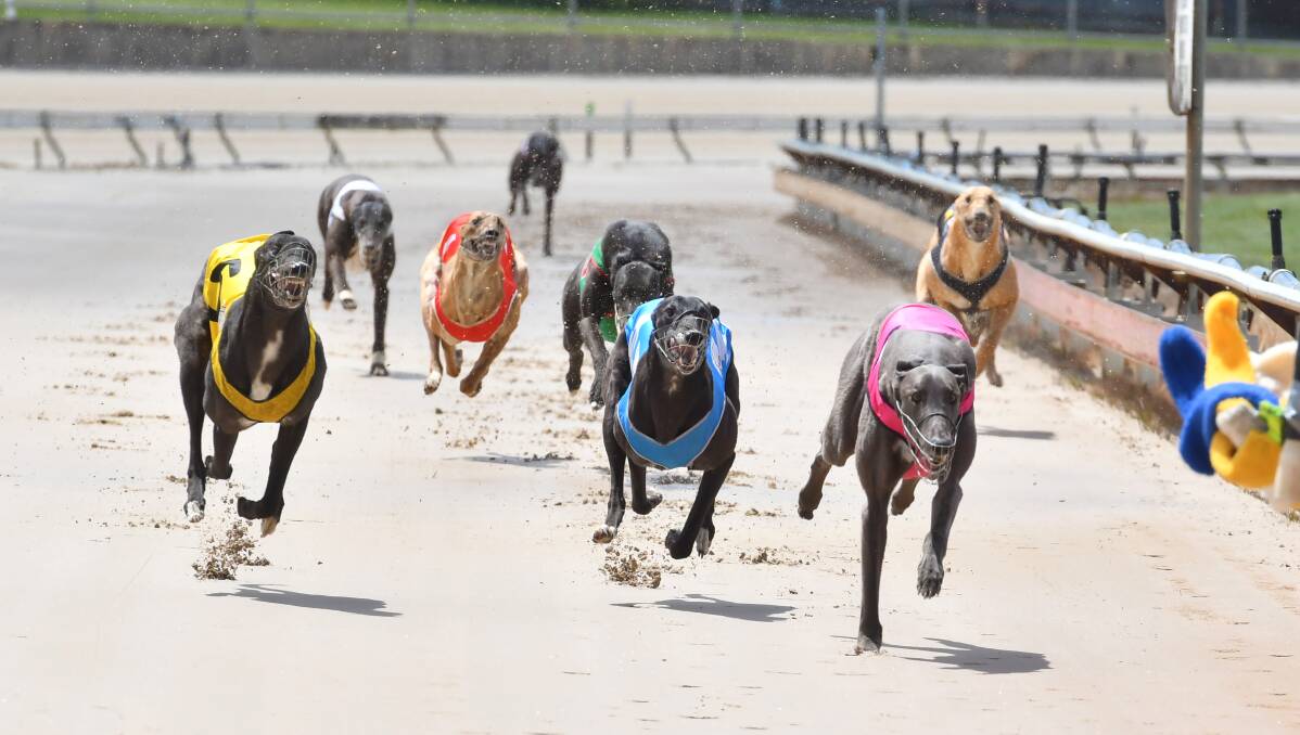 CHASE IS ON: Siberia leads home Quick Joey Small (left) and Aston Virago (centre) in the fourth heat of the Devonport Chase. Picture: Brodie Weeding