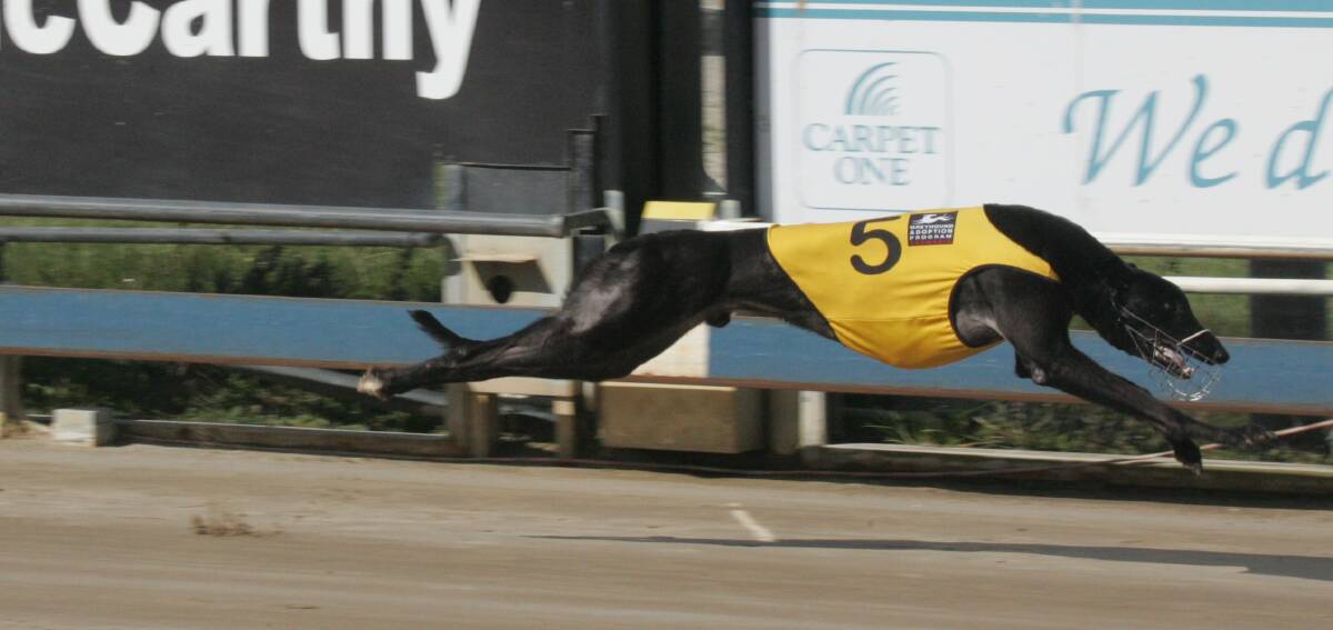 Quick Joey Small made light work of his J G Nelson Cup heat at Mowbray on Monday night.