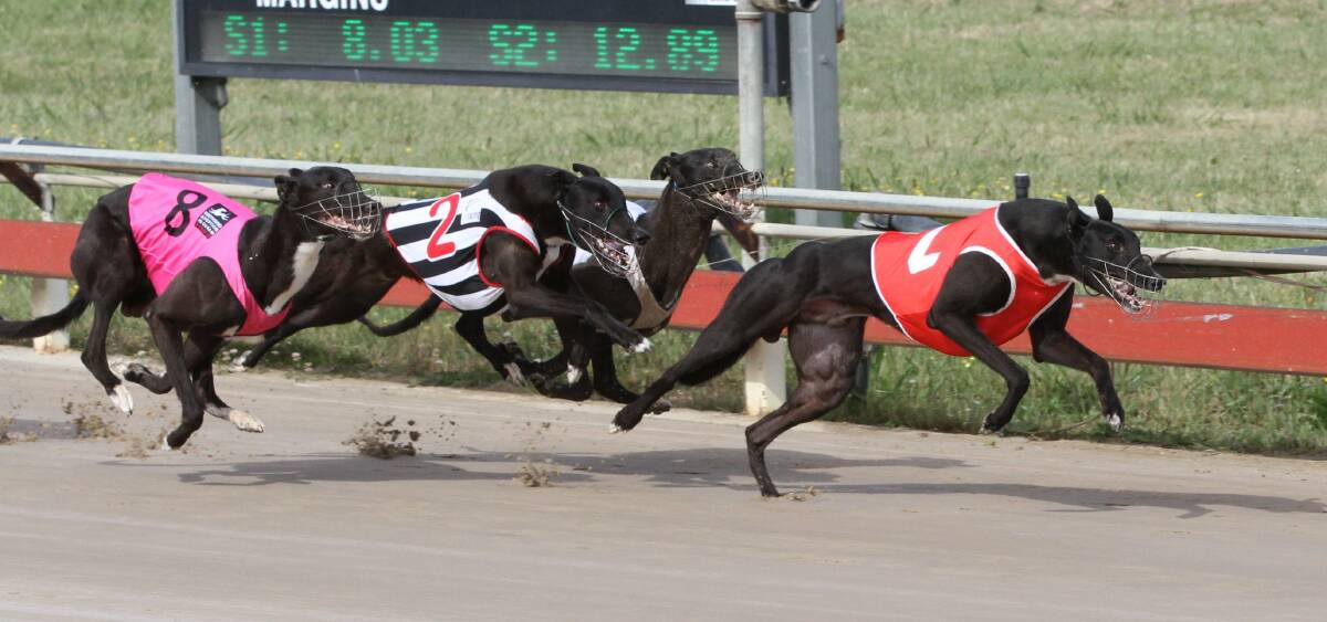 DOMINATION: Exeter trainer Anthony Bullock dominated Friday's greyhound meeting in Devonport and, fittingly, one of his five winners was I'm A Dominator. Picture: Brad Cole