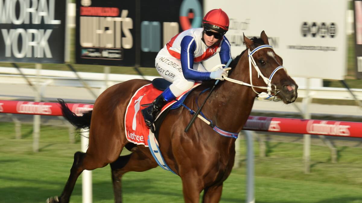 WINNING MOVE: Trainer Siggy Carr made a late decision to ride her own horse Mr Tindall at Mowbray on Wednesday night and was rewarded with an easy win.