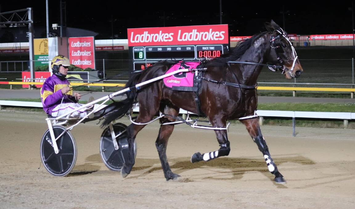 Montana Storm returned to racing with a good win in Hobart on Sunday night. Pictures: Tasmanian Trotting Club