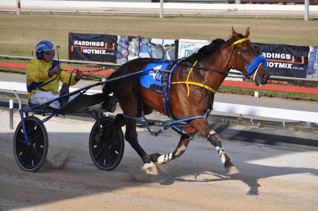 OUT TO ATONE: The Aussie is one of two good winning chances for Tasmania's leading female trainer Juanita McKenzie at Mowbray on Friday night. Picture: Greg Mansfield